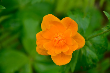 лесное солнце