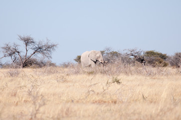 African elephants at waterhile