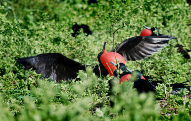 Galapagos Bird - 0636