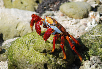 Galapagos Crab - 0655