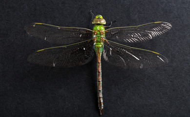Close up macro image of a green dragonfly on a black background
