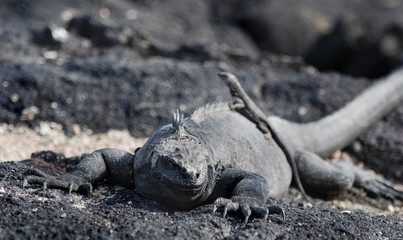 Galapagos Marine Iguana - 0759