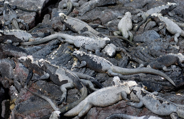 Galapagos Marine Iguanas - 0762