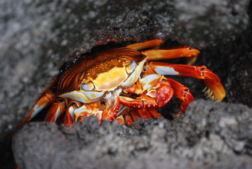 Galapagos Crab - 0779
