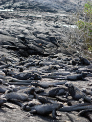 Galapagos Marine Iguanas - 0771