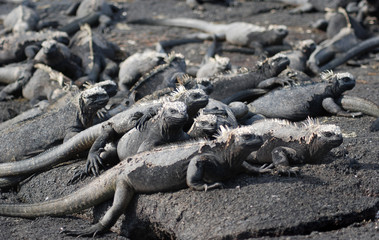Galapagos Marine Iguanas - 0773