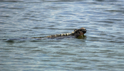 Swimming Galapagos Marine Iguana - 0796