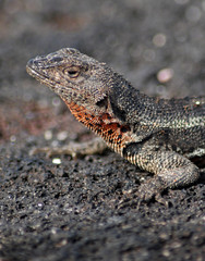 Fototapeta premium Galapagos Lizard - 0775
