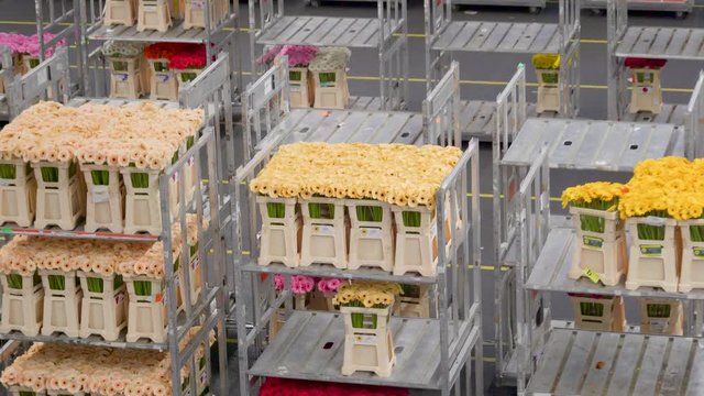 1177_Closer_look_of_the_fresh_yellow_flowers_in_boxes.mov