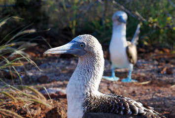 Galapagos Birds - 0983