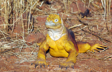 Galapagos Lizard - 0981