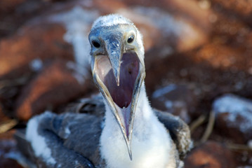 Galapagos Bird - 0997
