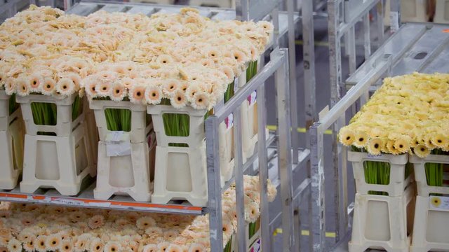 1176_Fresh_peach_and_yellow_flowers_in_the_cart.mov