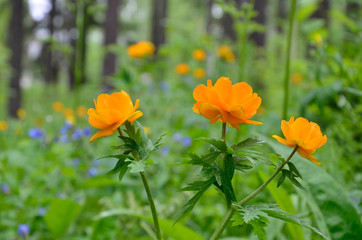 Obraz premium болото