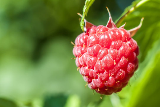 Closeup of growing organic raspberries. Ripe Raspberry in  fruit garden. Selective focus.