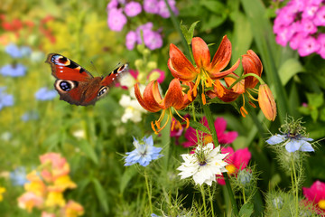 Schmetterling 391 © K.-U. Häßler
