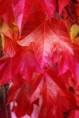 Bright red autumn leaves. Red and pink leaves of wild grapes. 