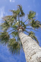 Exotic tropical palm tree on cloudy blue sky background