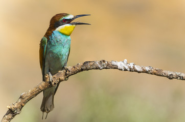 Merops apiaster,Abejaruco