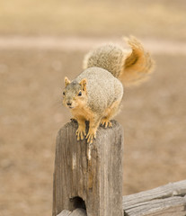 Feed Me!