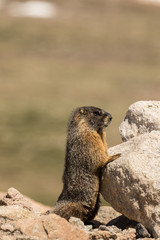 Yellow-bellied Marmot on a Rock