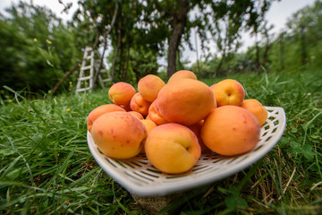 Apricot fruit in a plate on a grass with apricot tree in background