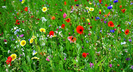 Meadow with Wildflowers