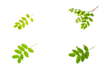 Obraz premium Small twig with green leaves isolated on white background