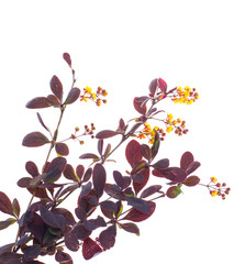 Flowering twigs of barberry red on white