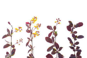 Flowering twigs of barberry red on white
