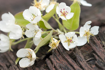 Kirschbaumblüte / Blüten von einem Kirschbaum liegen auf einem Holzuntergrund