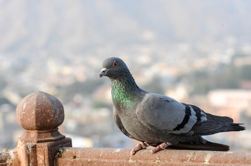 pigeon
