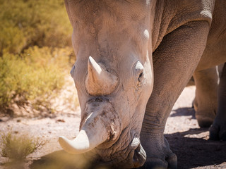 Obraz premium Pair of endangered white rhinos walking in a protected nature reserve in south africa