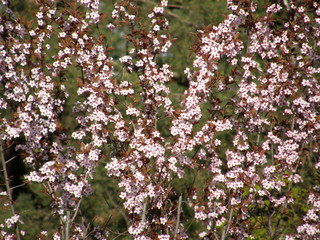 sakura in the spring.