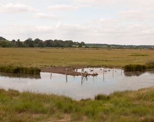 Stock Photo - a group of birds goose canadian and bean resting in a paddock on a river english countryside