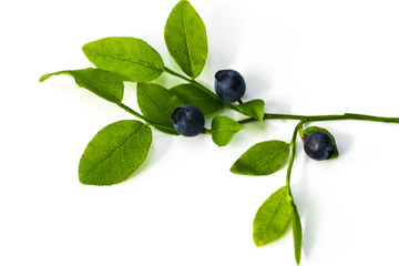 Stack of blueberries isolated on white with clipping path