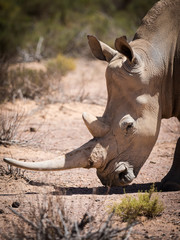 Pair of endangered white rhinos walking in a protected nature reserve in south africa