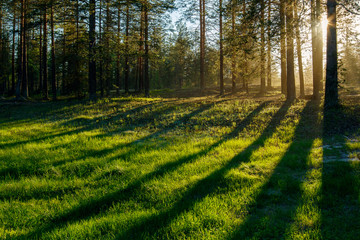 Sunset landscape in the pine forest with green grass on foreground