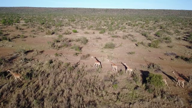 Giraffes. Aerial drone footage from above in 4K