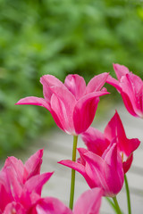 Obraz na płótnie Canvas beautiful China pink tulip