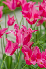 Close up of china pink tulips