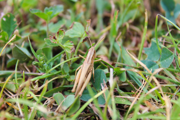 Chorthippus albomarginatus, grasshopper from up, macro photo