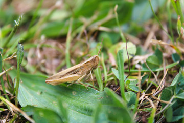 Chorthippus albomarginatus, grasshopper from side, macro photo