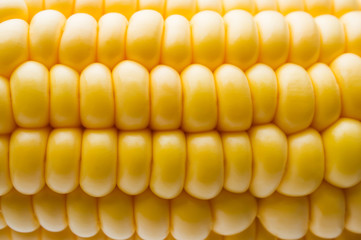 Fresh corn on cobs on rustic wooden table,