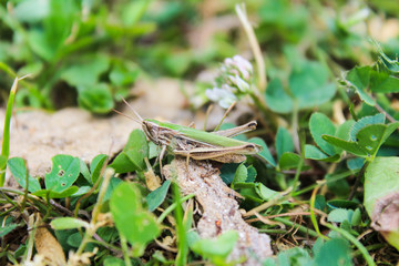 Omocestus viridulus, grasshopper in green color with grass