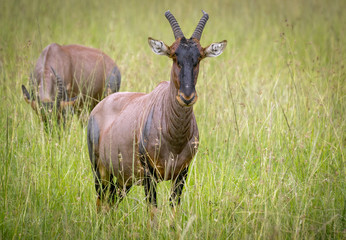 Naklejka na ściany i meble Damaliscus lunatus jimela on savanna in Masai Mara
