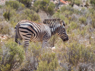 Obraz premium Mountain Zebra walking in the fynbos in a protected nature reserve in south africa