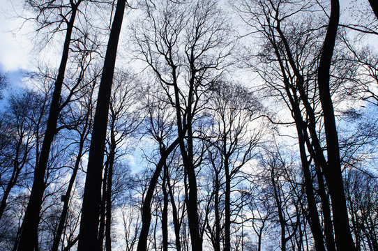 Fototapeta Black linden trees and blue sky with clouds background
