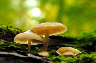 Fungi