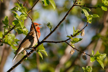 Common Rosefinch bird sings on the branches
